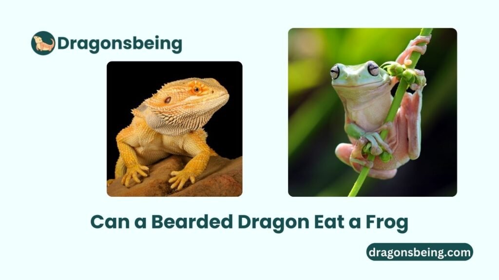 Can a Bearded Dragon Eat a Frog