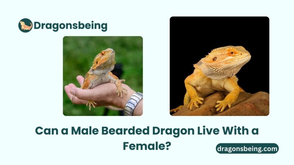 Can a Male Bearded Dragon Live With a Female?