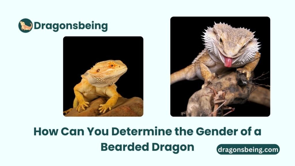 How Can You Determine the Gender of a Bearded Dragon