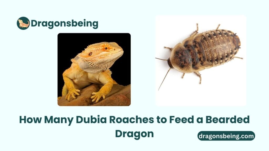 How Many Dubia Roaches to Feed a Bearded Dragon