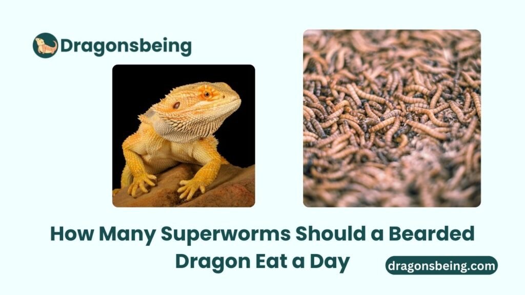 How Many Superworms Should a Bearded Dragon Eat a Day