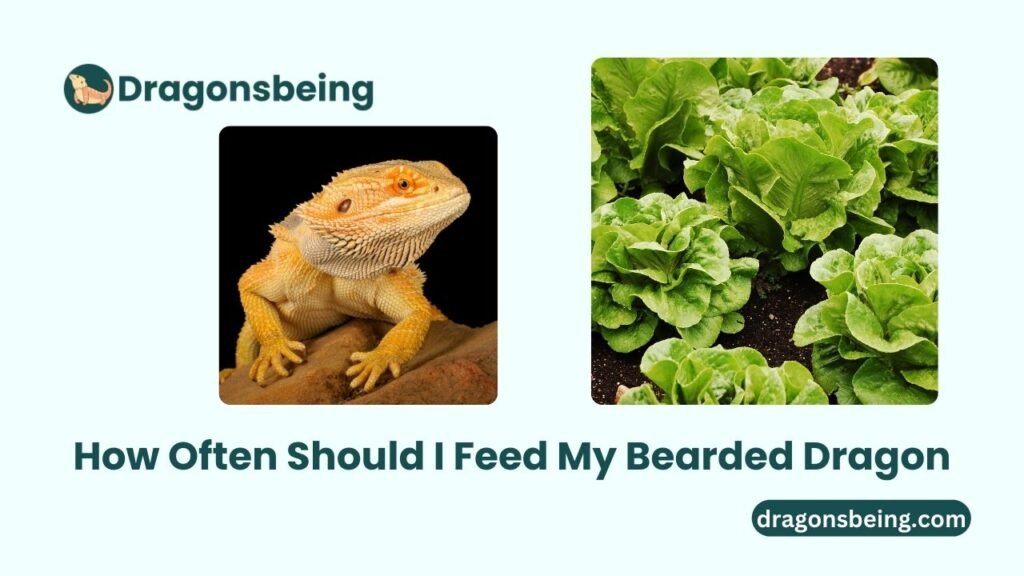 How Often Should I Feed My Bearded Dragon