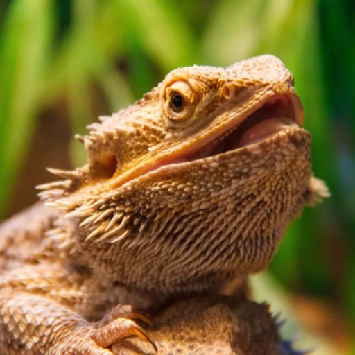 Nutritional Needs Of Bearded Dragons