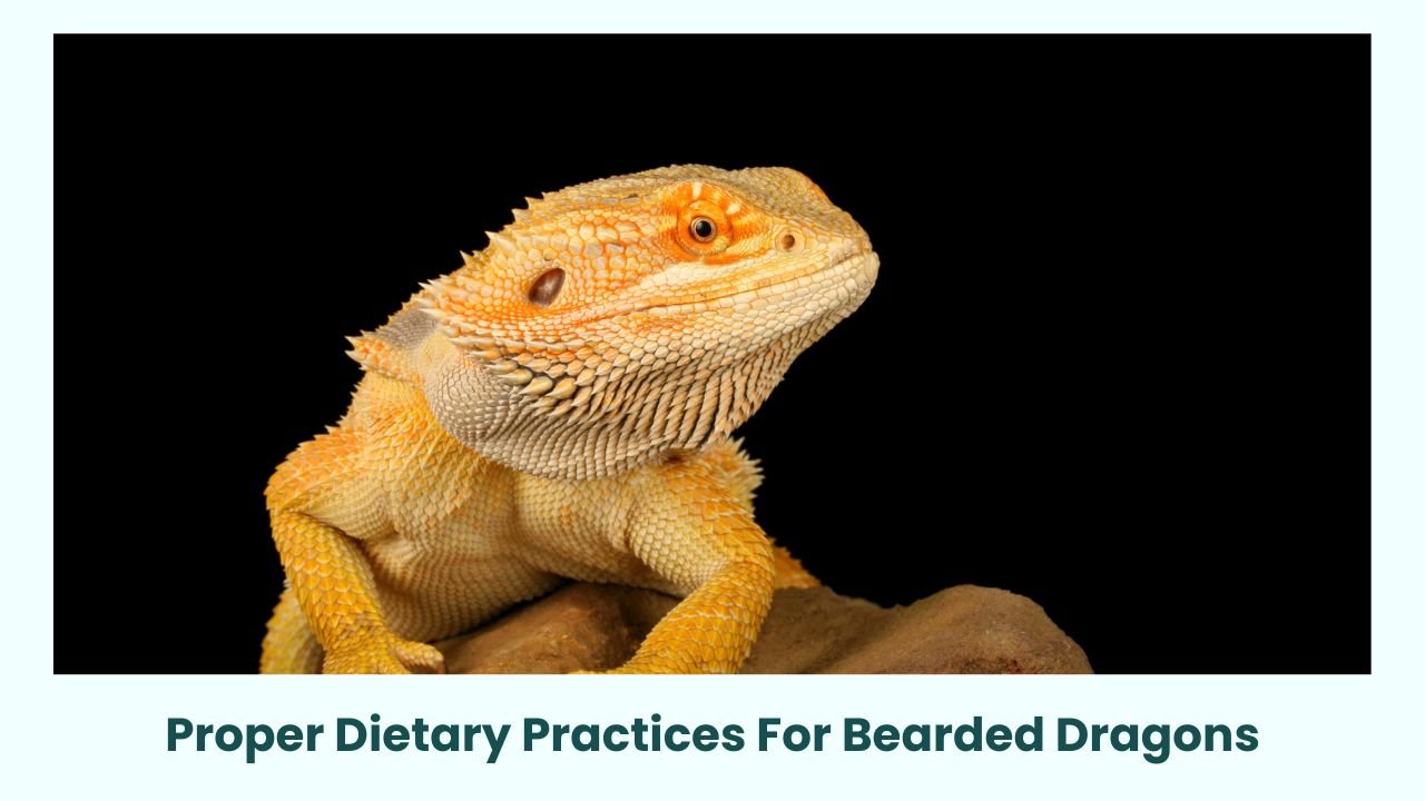 Proper Dietary Practices For Bearded Dragons