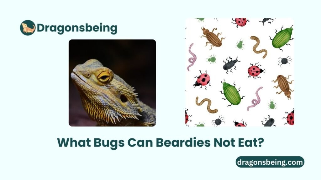 What Bugs Can Beardies Not Eat