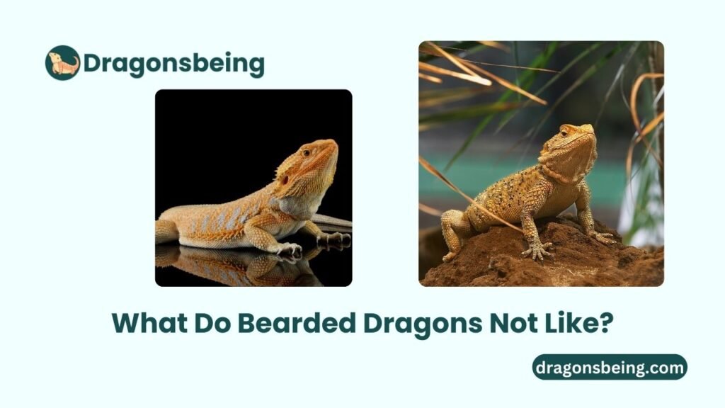 What Do Bearded Dragons Not Like