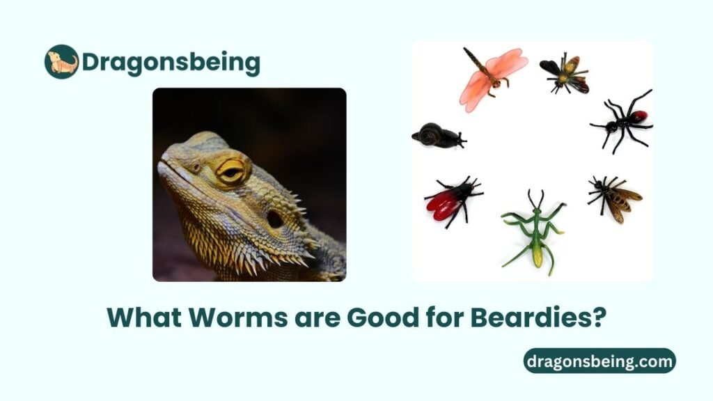 What Worms are Good for Beardies