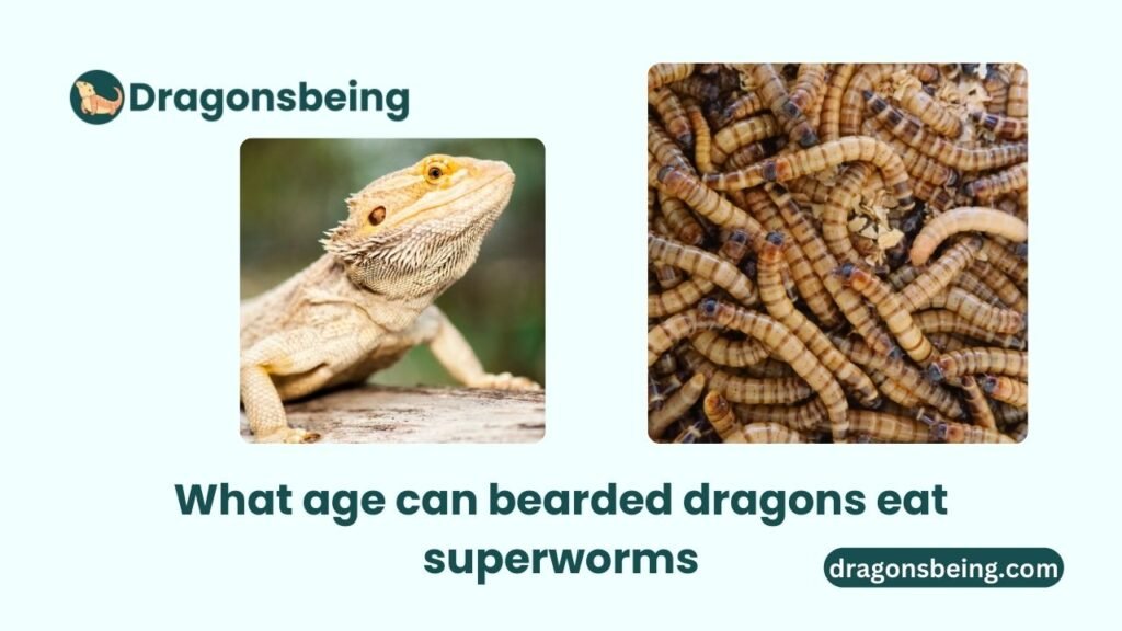 What age can bearded dragons eat superworms