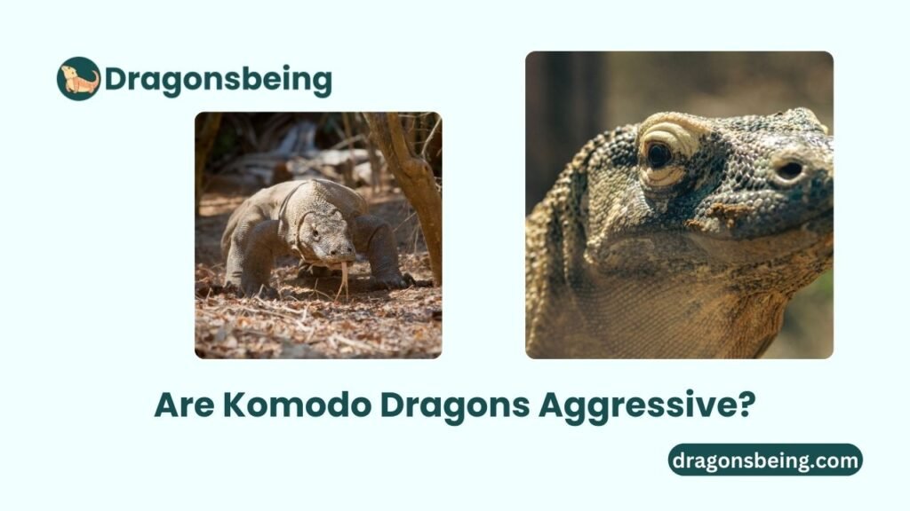 Are Komodo Dragons Aggressive?