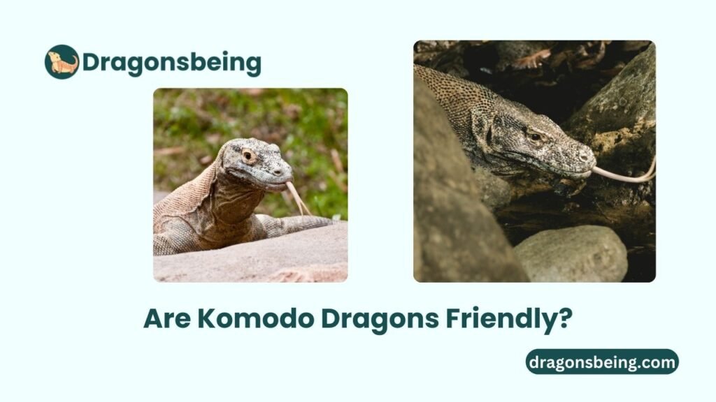 Are Komodo Dragons Friendly