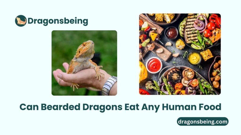 Can Bearded Dragons Eat Any Human Food