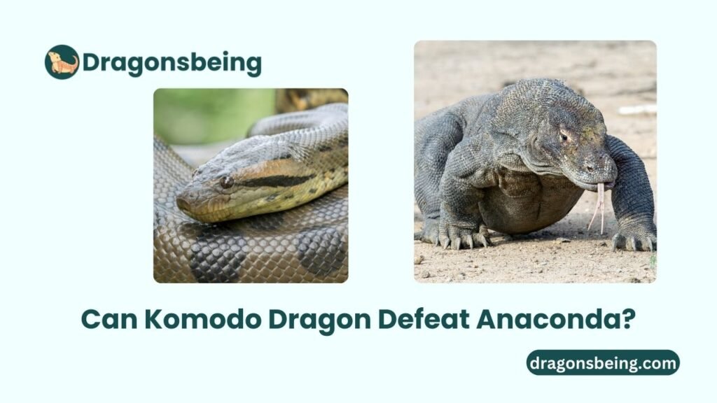 Can Komodo Dragon Defeat Anaconda