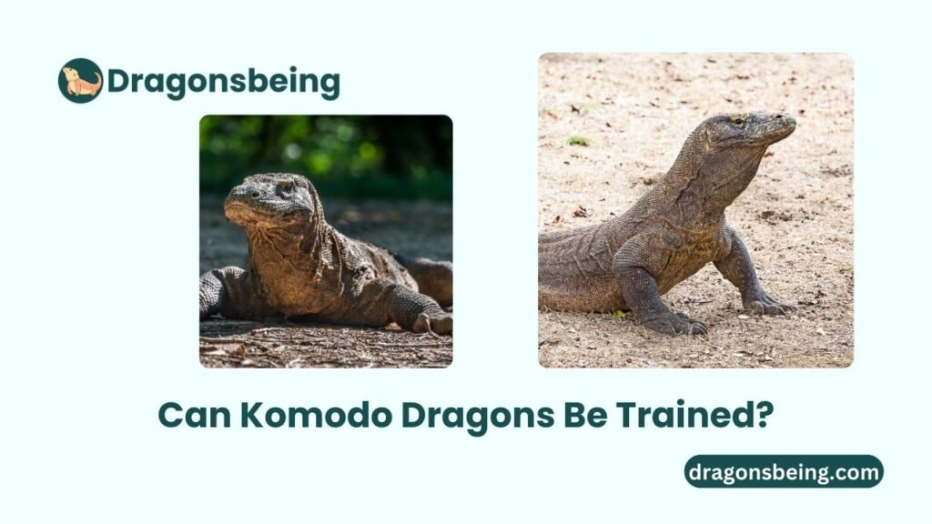 Can Komodo Dragons Be Trained