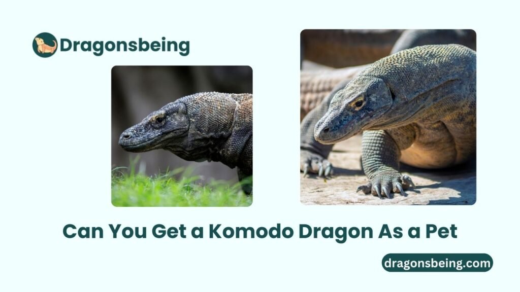 Can You Get a Komodo Dragon As a Pet