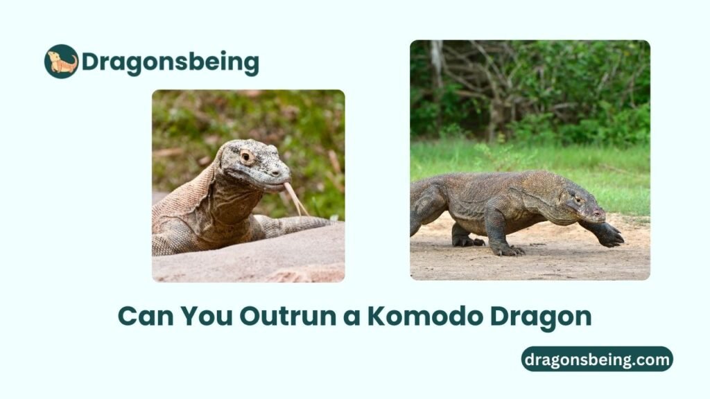 Can You Outrun a Komodo Dragon