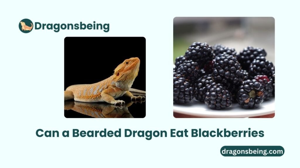 Can a Bearded Dragon Eat Blackberries