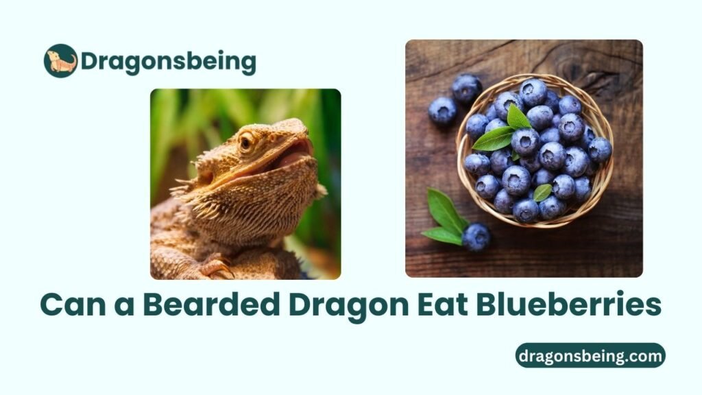 Can a Bearded Dragon Eat Blueberries