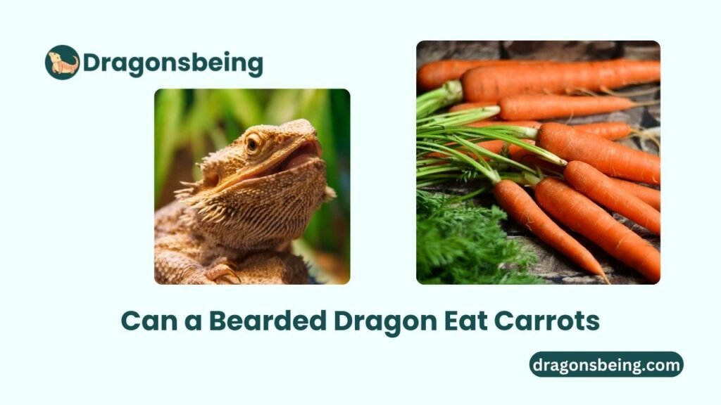 Can a Bearded Dragon Eat Carrots