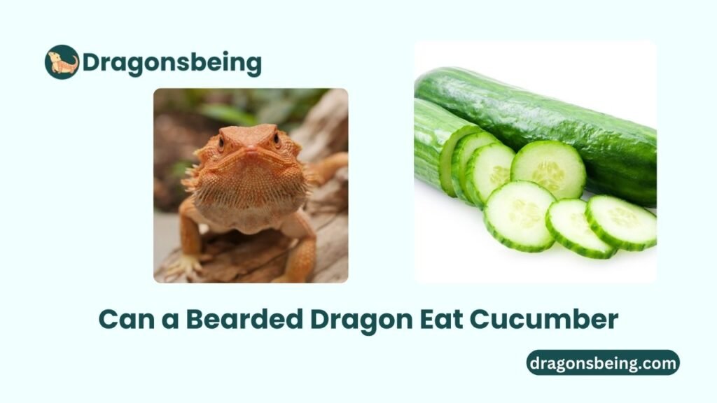 Can a Bearded Dragon Eat Cucumber