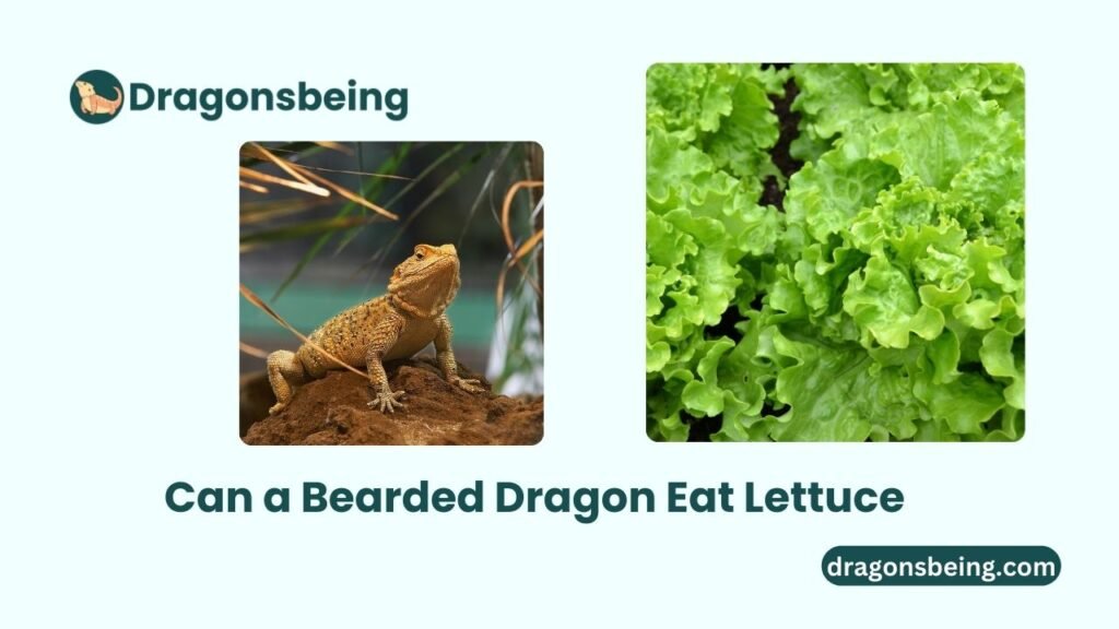 Can a Bearded Dragon Eat Lettuce