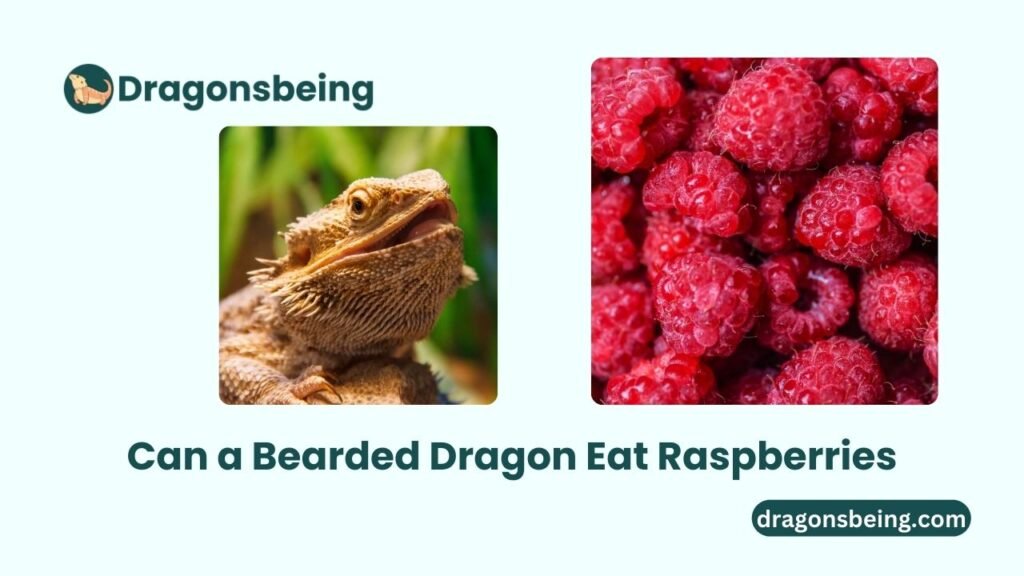 Can a Bearded Dragon Eat Raspberries