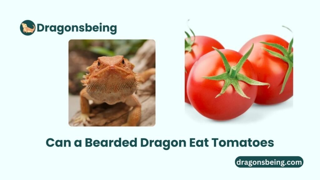 Can a Bearded Dragon Eat Tomatoes