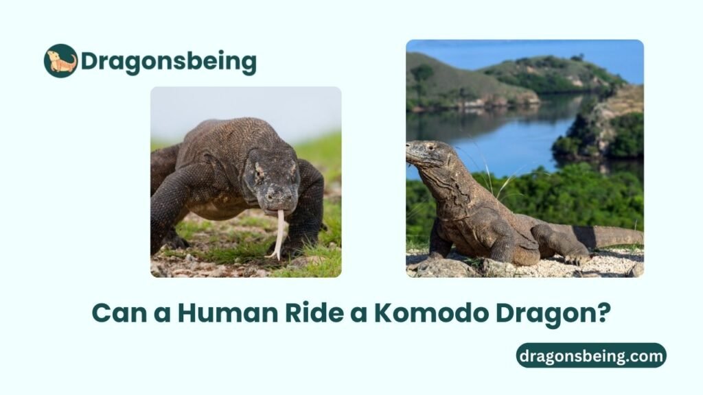 Can a Human Ride a Komodo Dragon