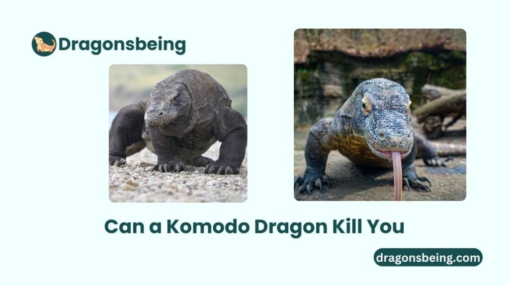 Can a Komodo Dragon Kill You