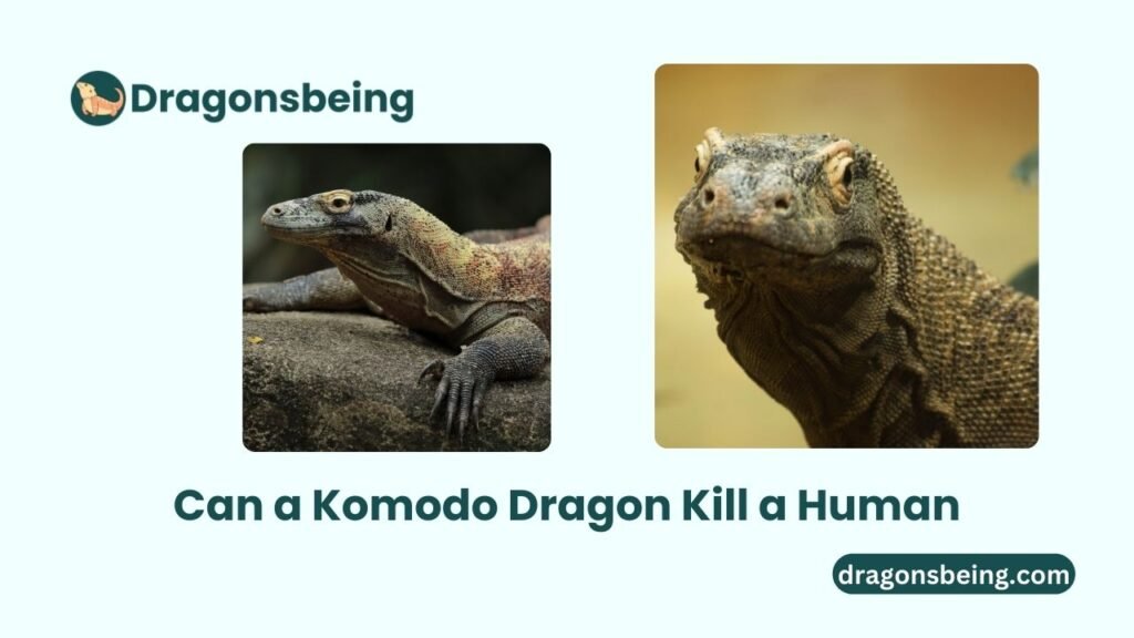 Can a Komodo Dragon Kill a Human