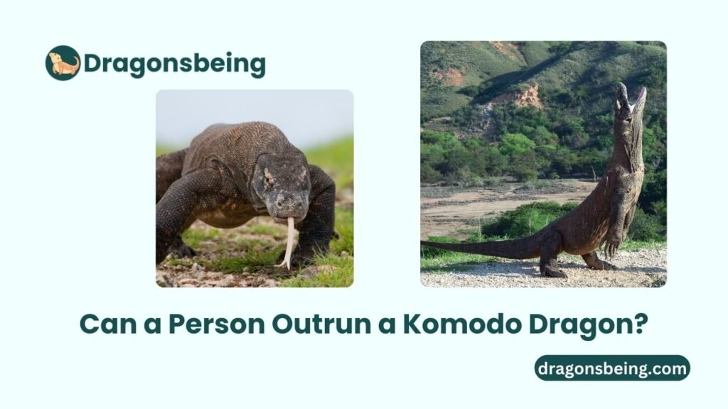 Can a Person Outrun a Komodo Dragon