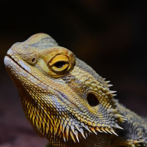 Dehydration Signs In Bearded Dragons