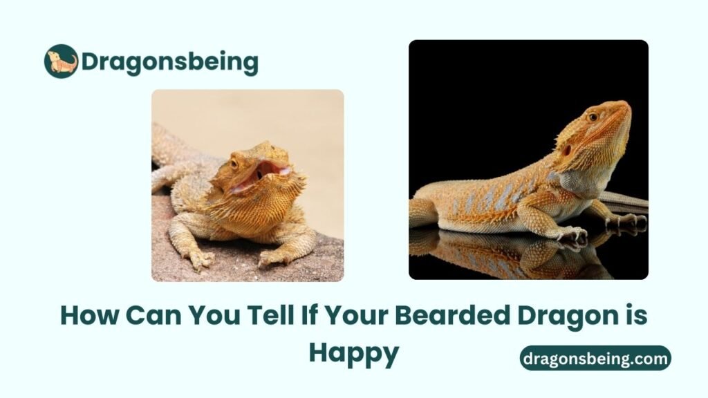 How Can You Tell If Your Bearded Dragon is Happy