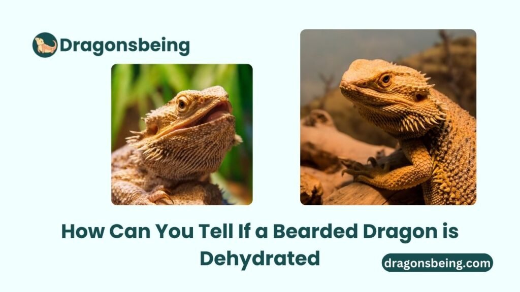 How Can You Tell If a Bearded Dragon is Dehydrated