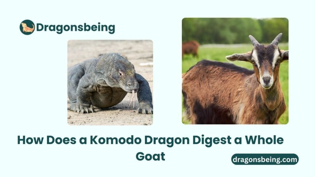 How Does a Komodo Dragon Digest a Whole Goat