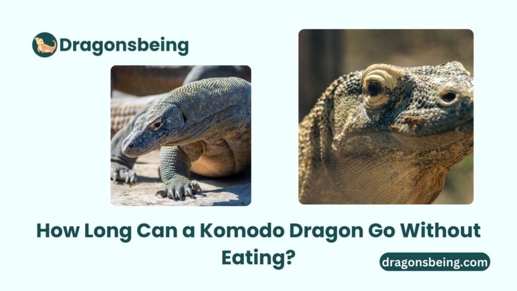 How Long Can a Komodo Dragon Go Without Eating