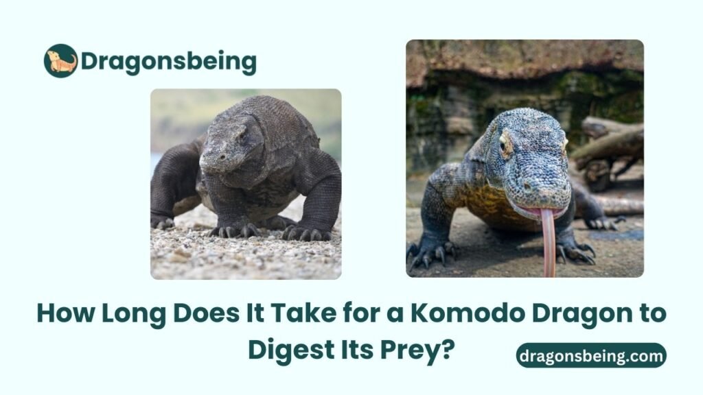 How Long Does It Take for a Komodo Dragon to Digest Its Prey?