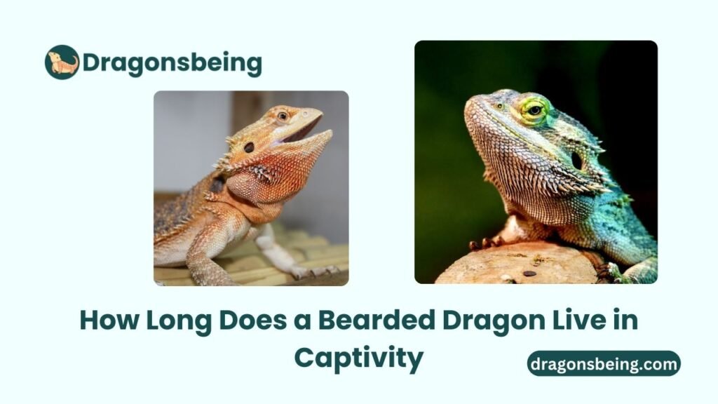 How Long Does a Bearded Dragon Live in Captivity