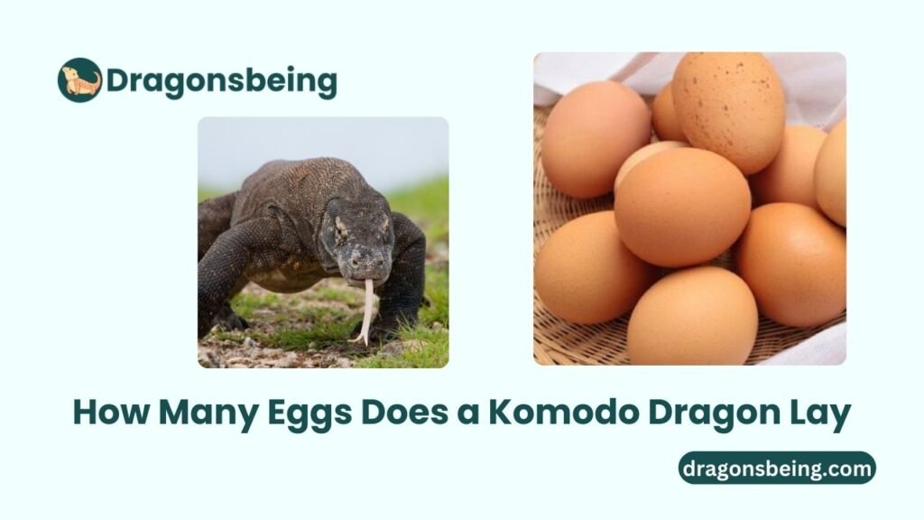 How Many Eggs Does a Komodo Dragon Lay