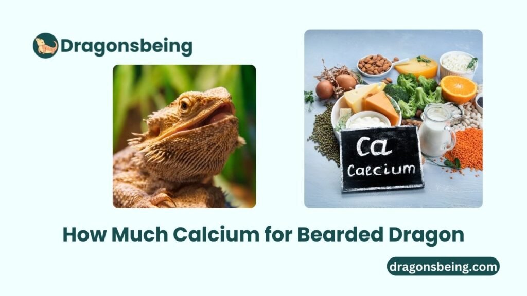 How Much Calcium for Bearded Dragon