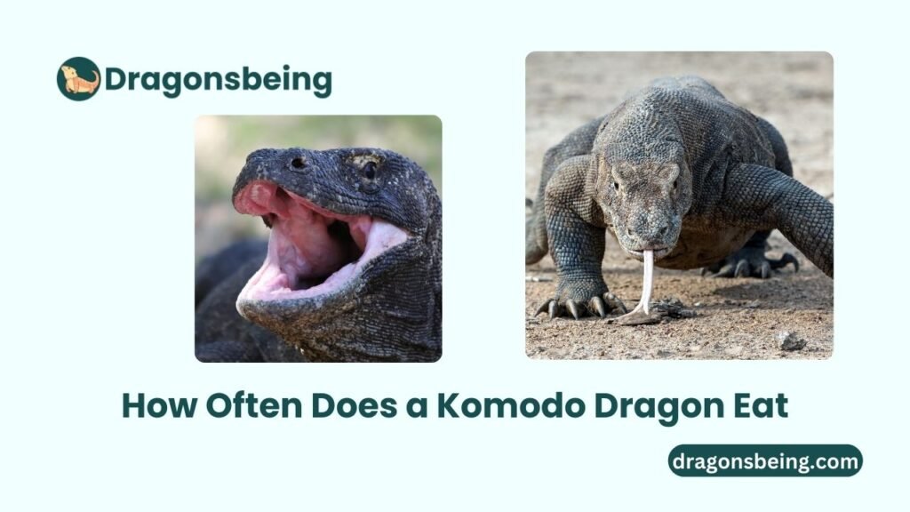 How Often Does a Komodo Dragon Eat