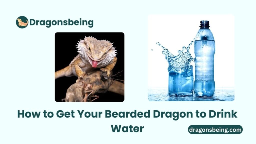 How to Get Your Bearded Dragon to Drink Water