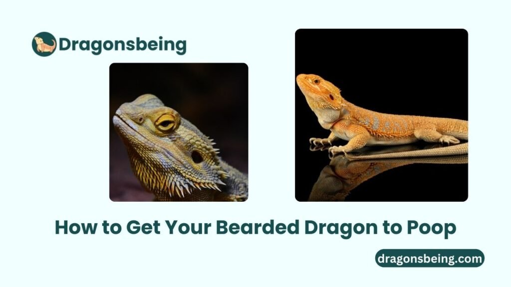 How to Get Your Bearded Dragon to Poop