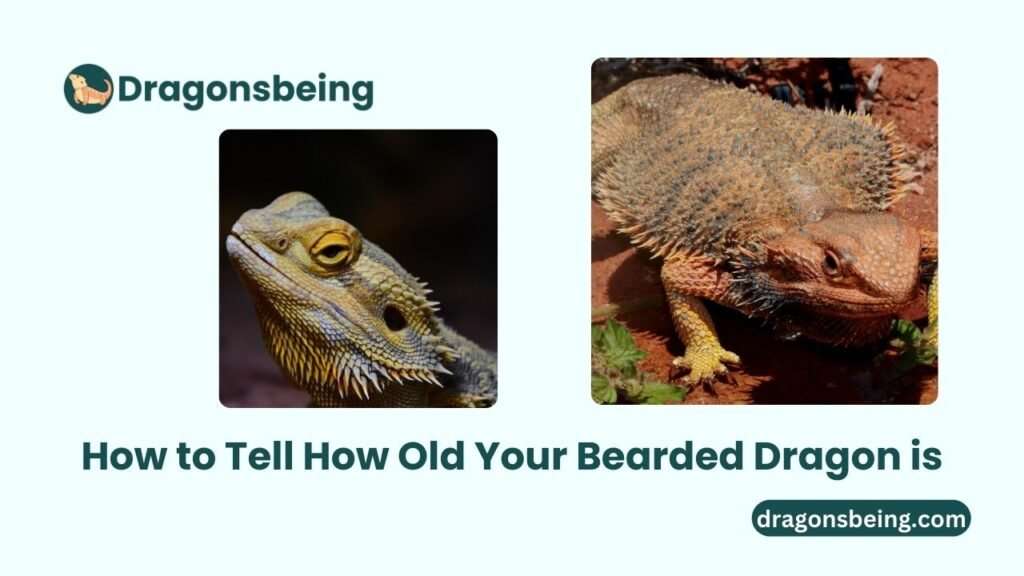 How to Tell How Old Your Bearded Dragon is