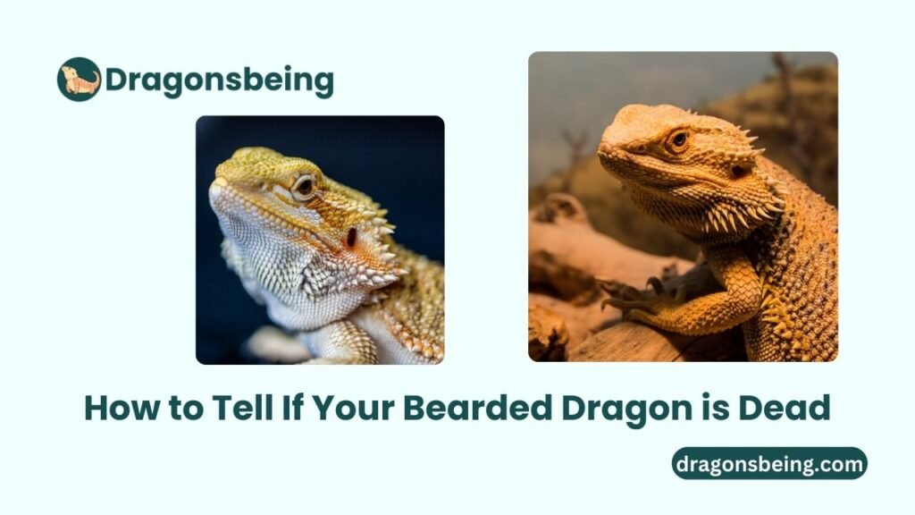 How to Tell If Your Bearded Dragon is Dead