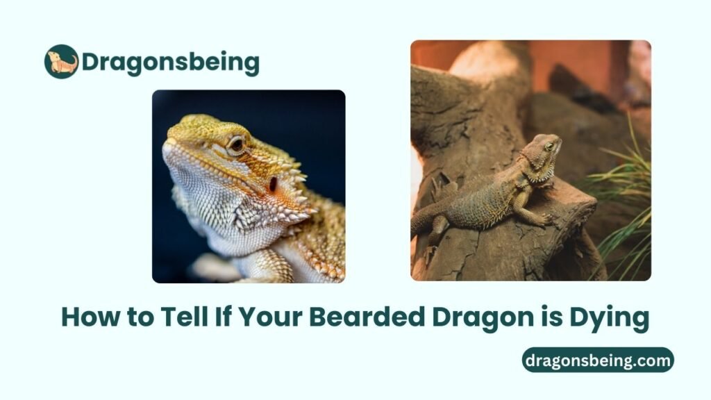 How to Tell If Your Bearded Dragon is Dying