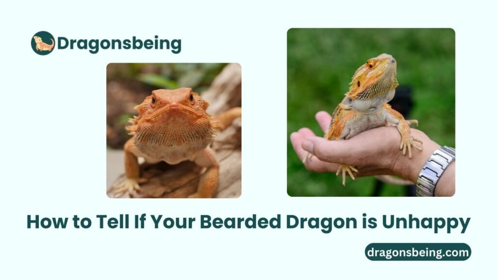 How to Tell If Your Bearded Dragon is Unhappy