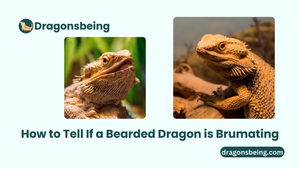 How to Tell If a Bearded Dragon is Brumating