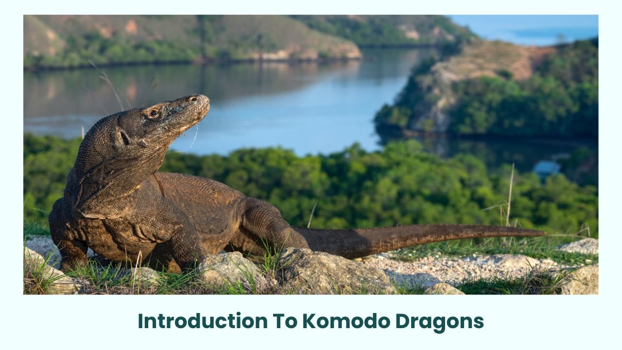 Introduction To Komodo Dragons