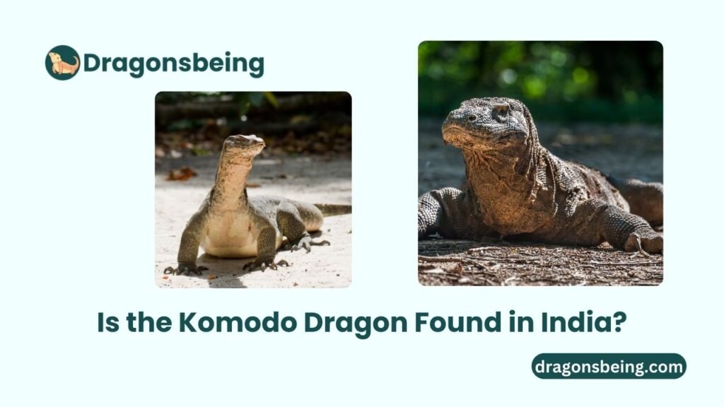 Is the Komodo Dragon Found in India