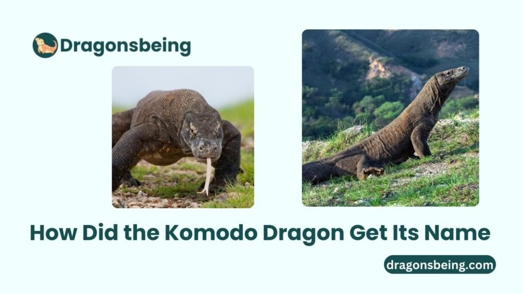 How Did the Komodo Dragon Get Its Name